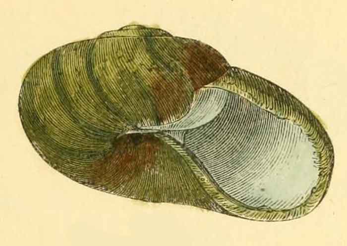 Paryphanta busbyi  