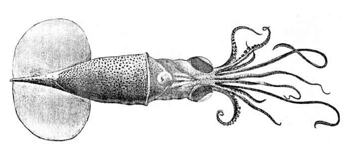 Planctoteuthis danae