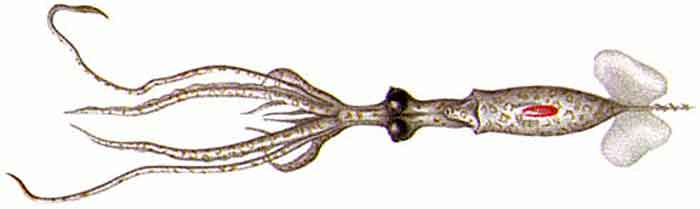 Planctoteuthis exopthalmica