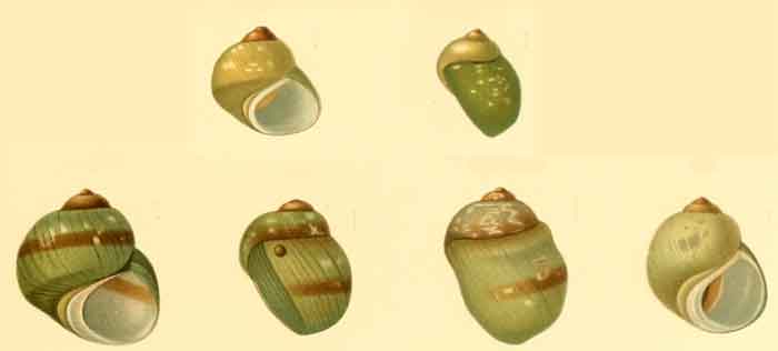 Potamolithus buschii