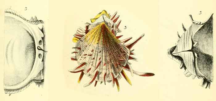 Spondylus americanus