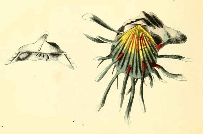 Spondylus gaederopus