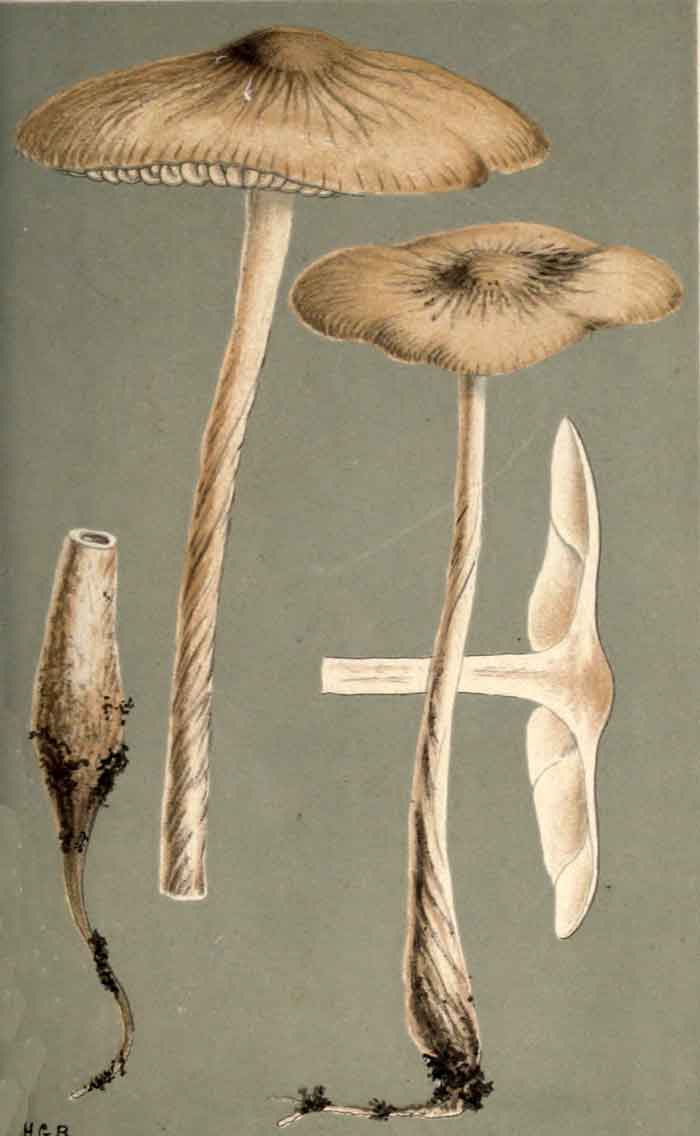 Agaricus bresadolanus 