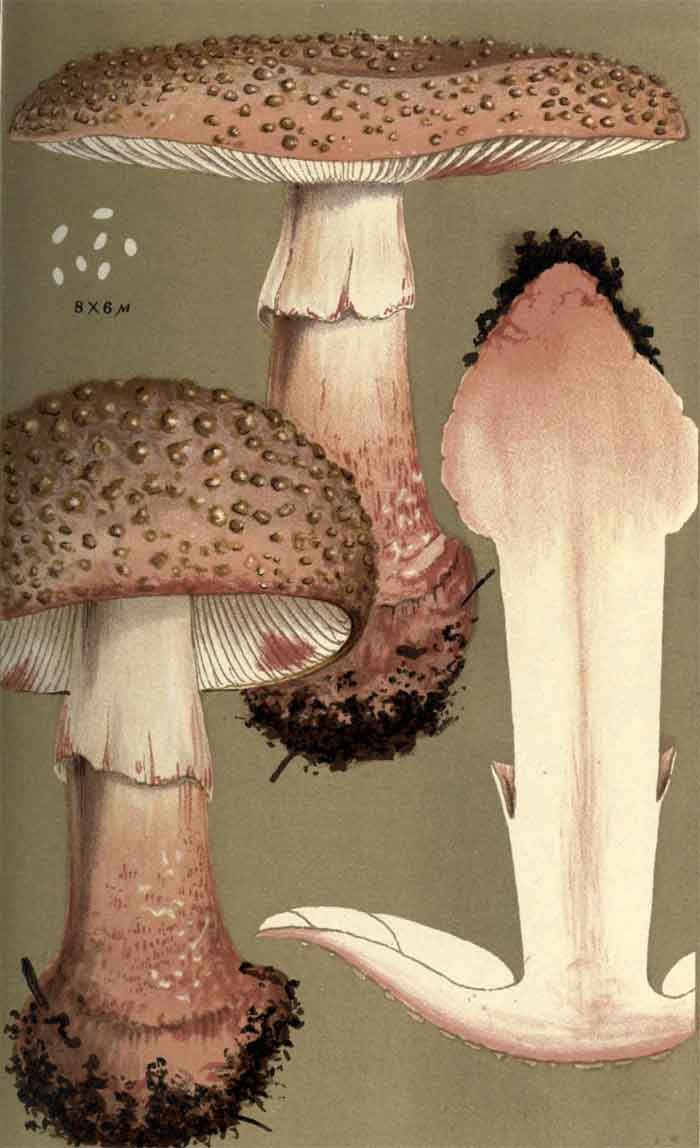 Amanita rubescens