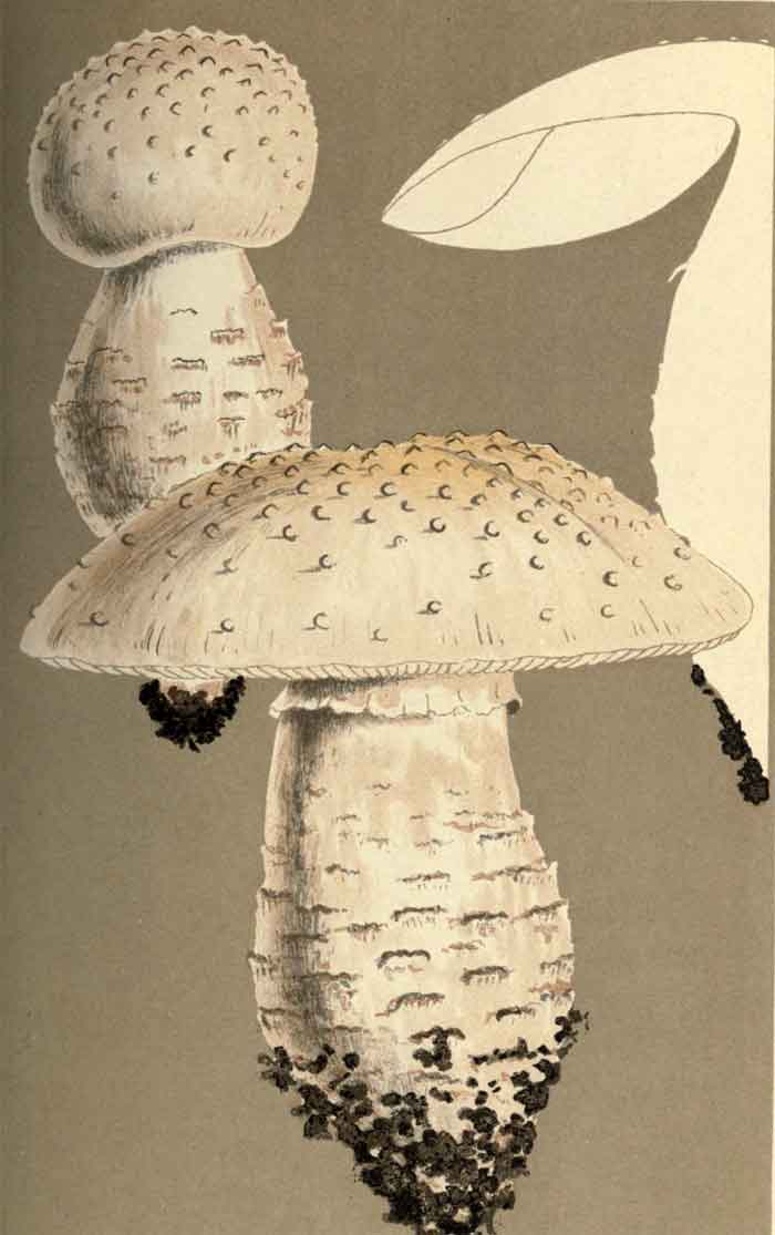 Amanita solitaria