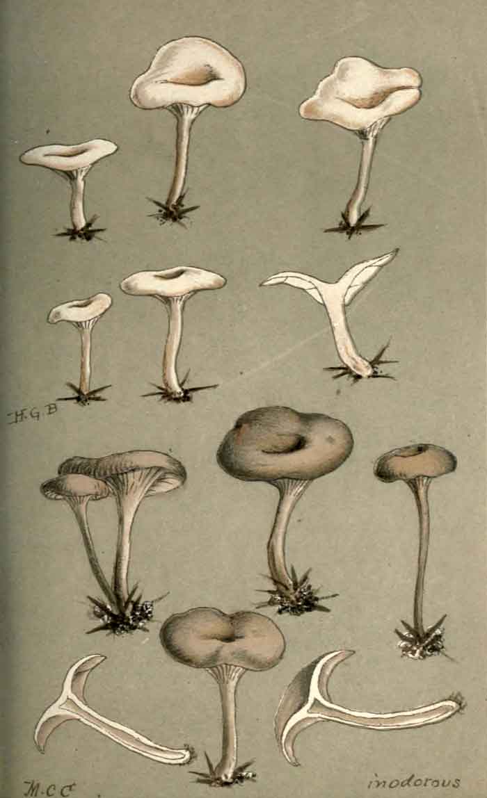 Clitocybe brumalis