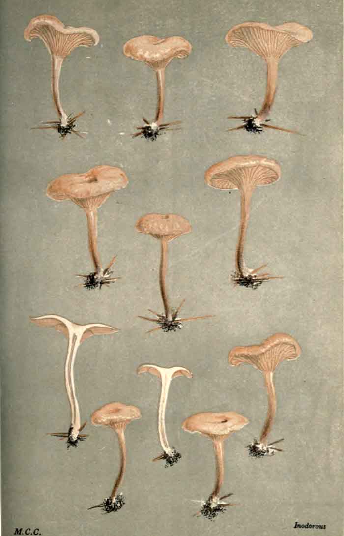 Clitocybe diatreta