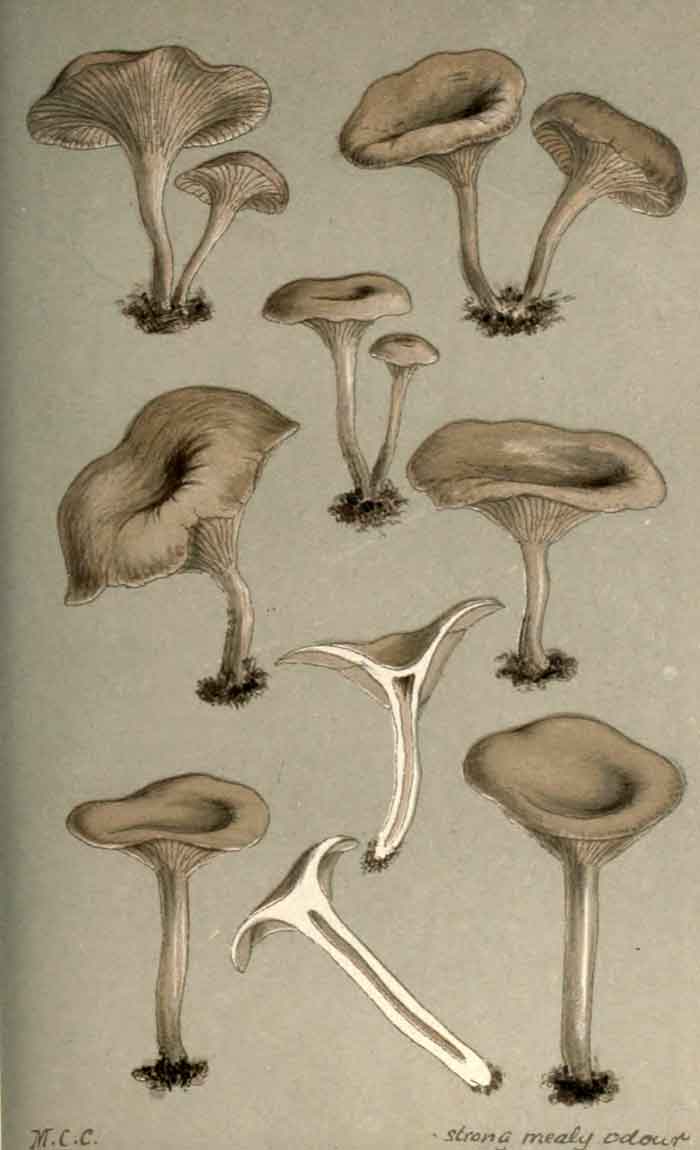 Clitocybe ditopa