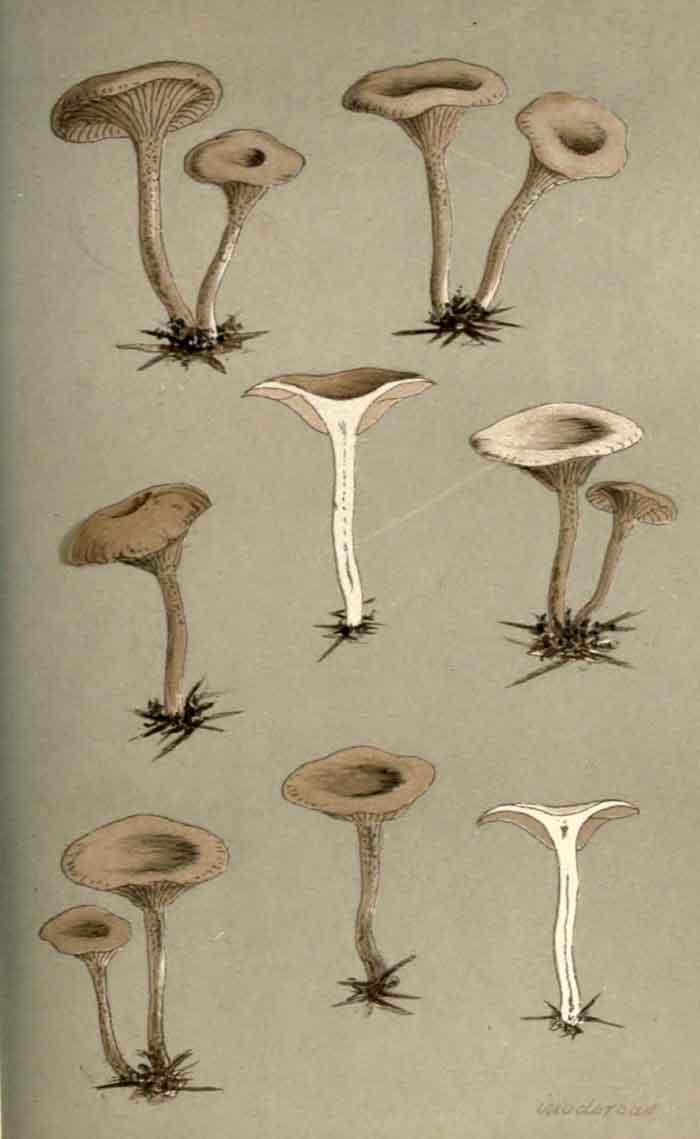 Clitocybe metachroa