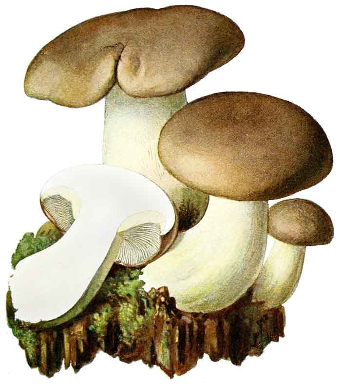 Clitocybe nebularis