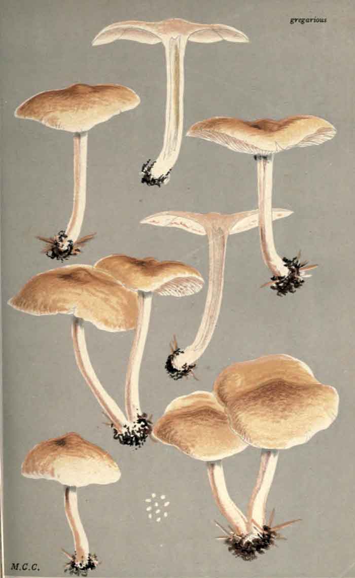 Collybia xylophila 