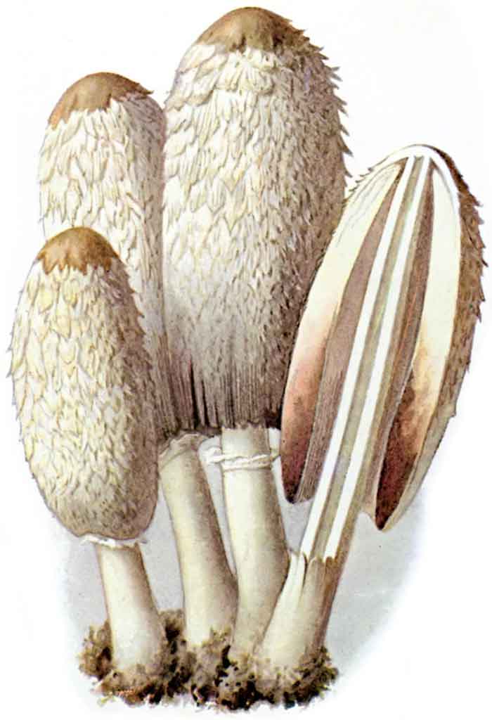 Coprinus comatus