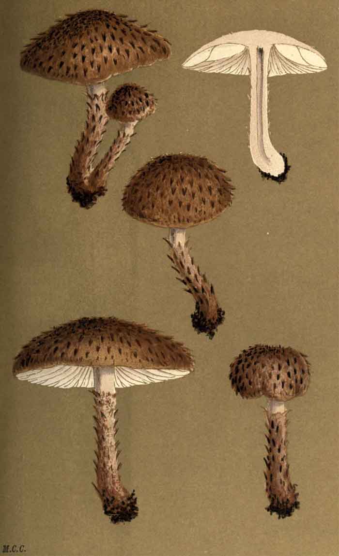 Cystolepiota hispida