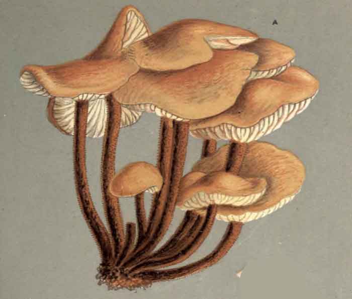 Flammulina velutipes