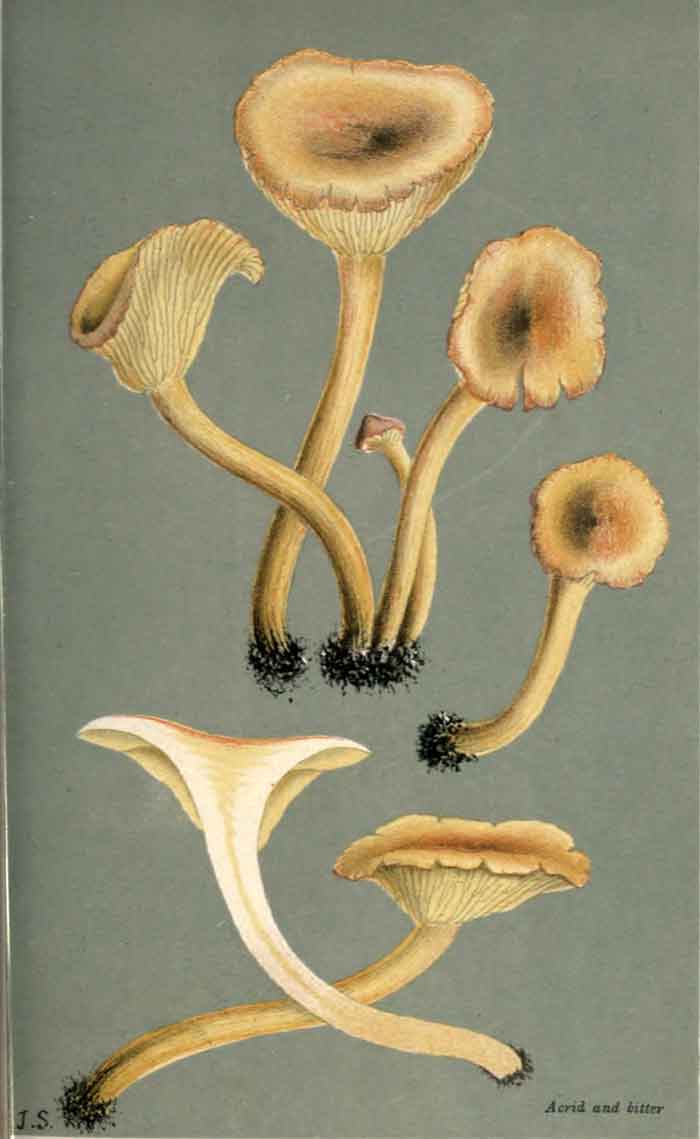 Hypholoma fasciculare