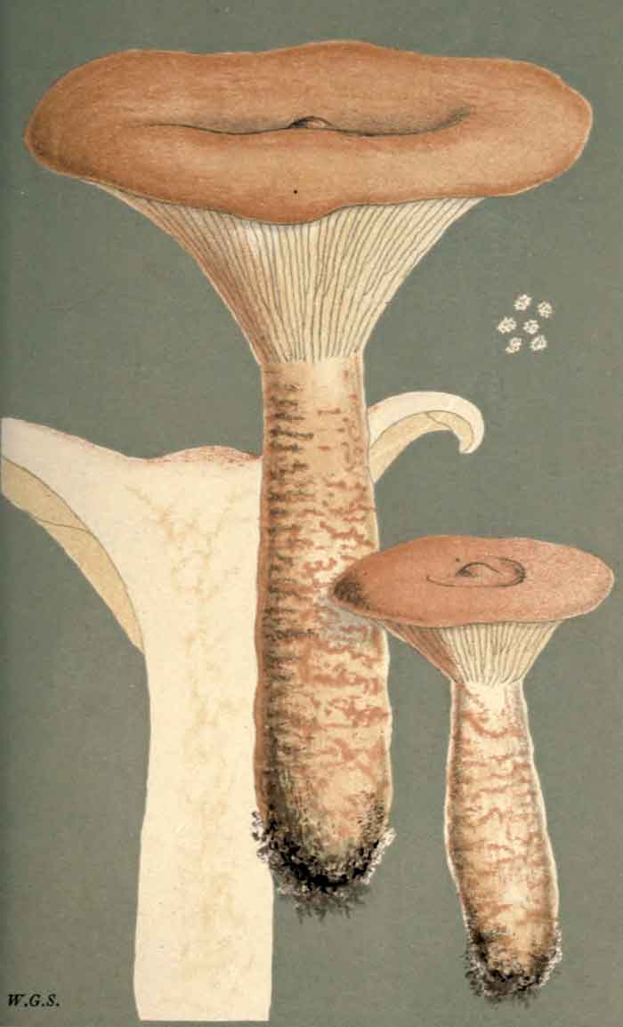 Infundibulicybe geotropa 