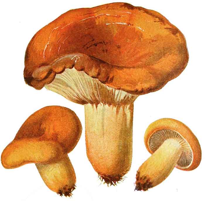 Lactifluus volemus