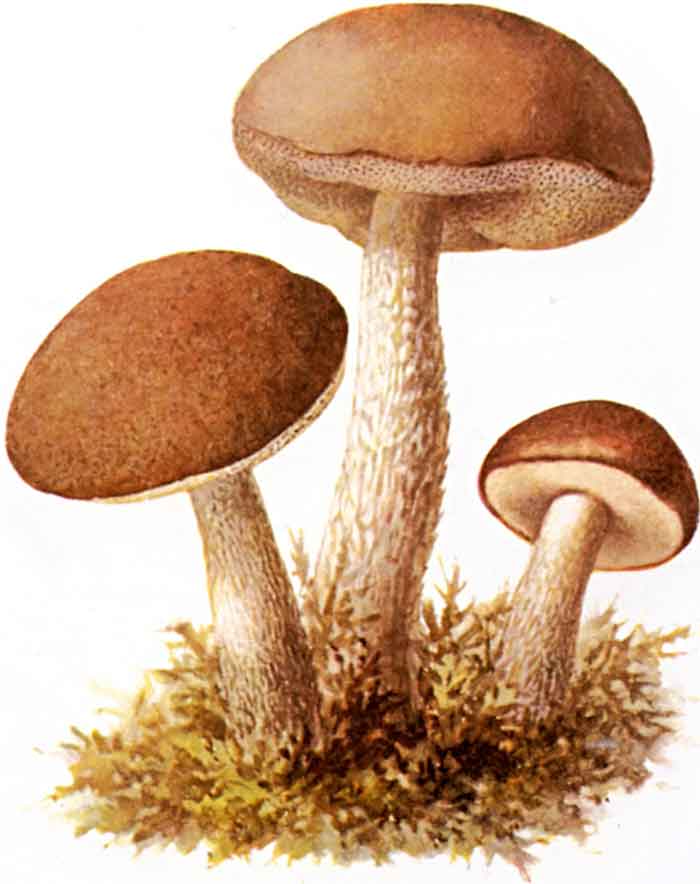 Leccinum scabrum