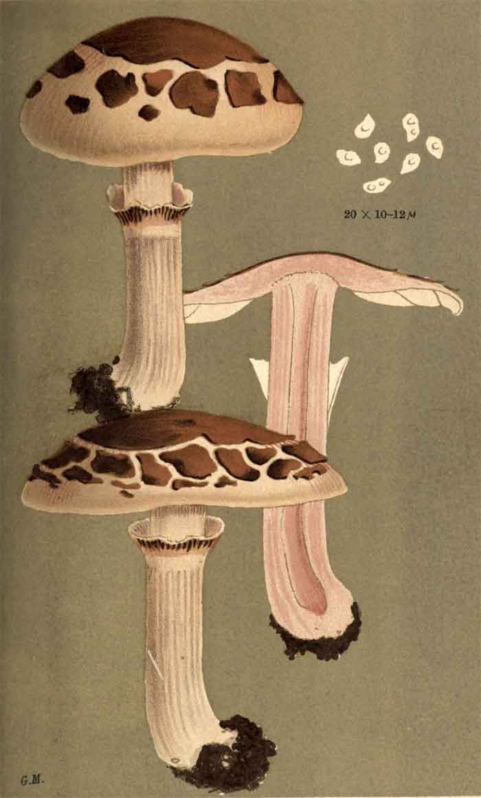 Lepiota emplastrum