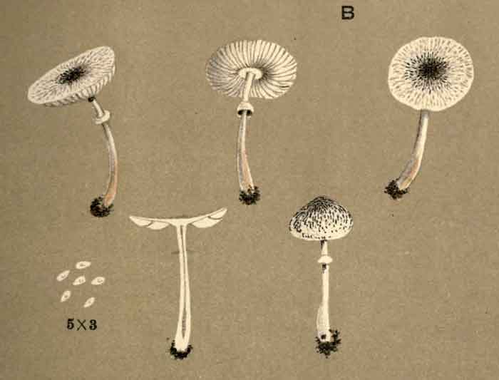 Lepiota micropholis 