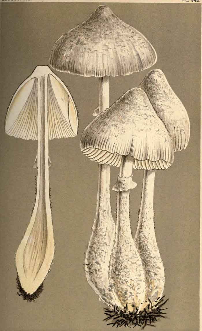 Leucocoprinus cepistipes 