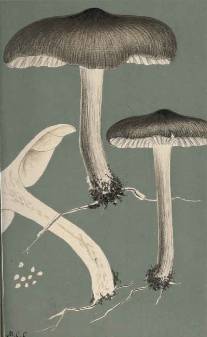 Megacollybia platyphylla 