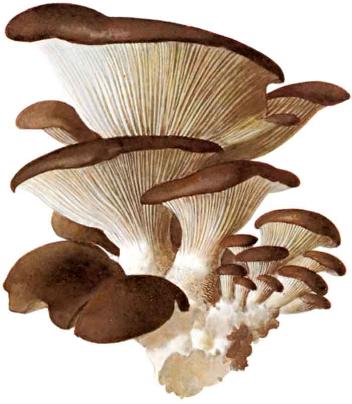 Pleurotus ostreatus