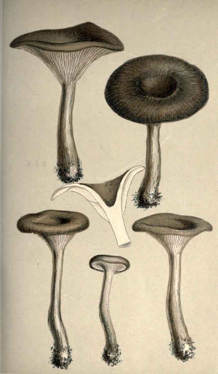 Pseudoclitocybe cyathiformis 