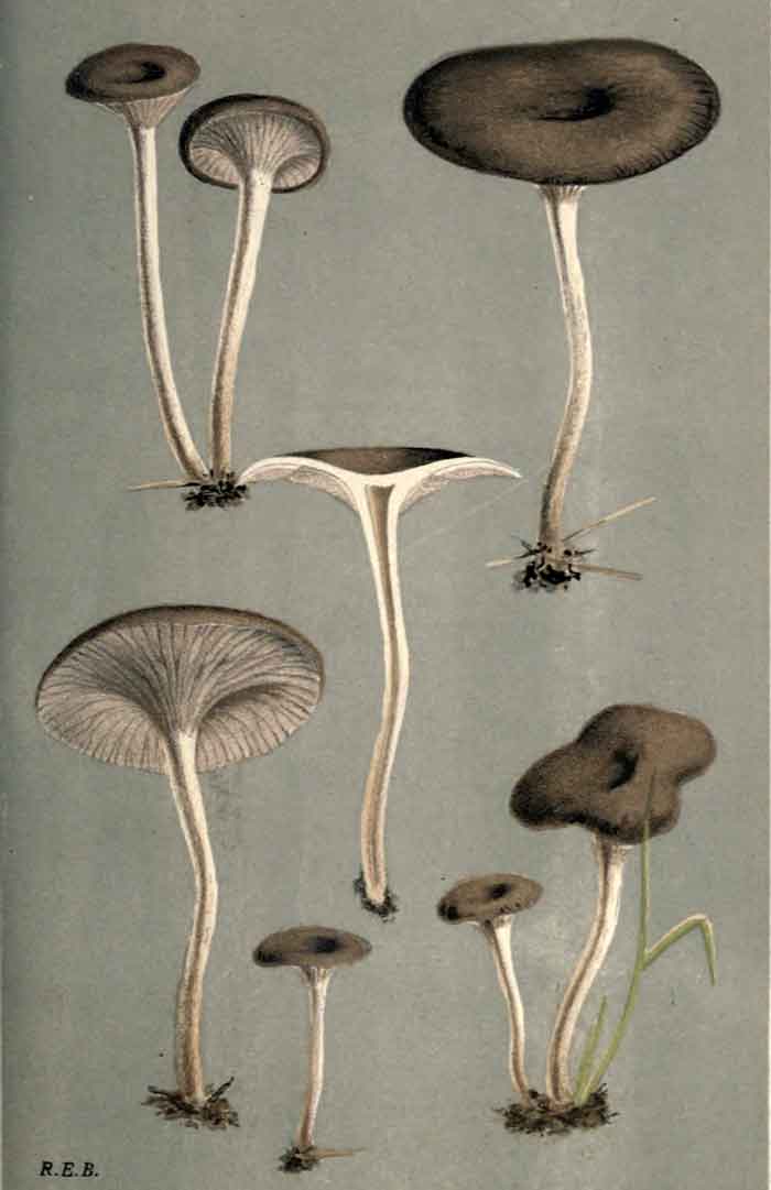 Pseudoclitocybe expallens