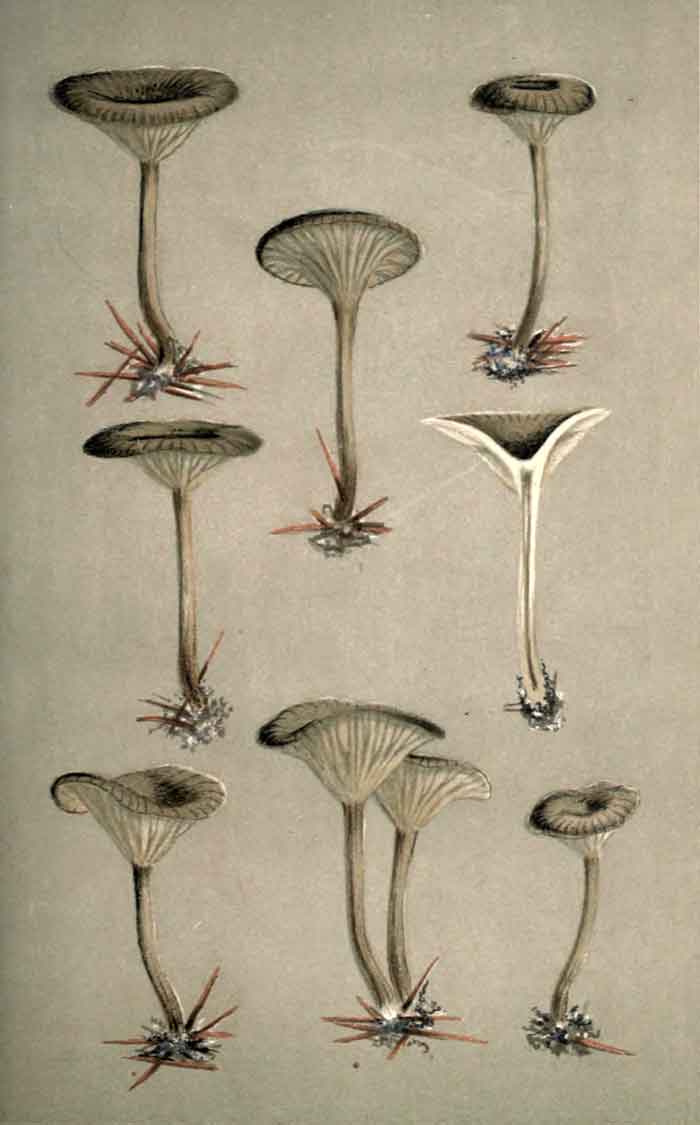 Pseudoclitocybe obbata 