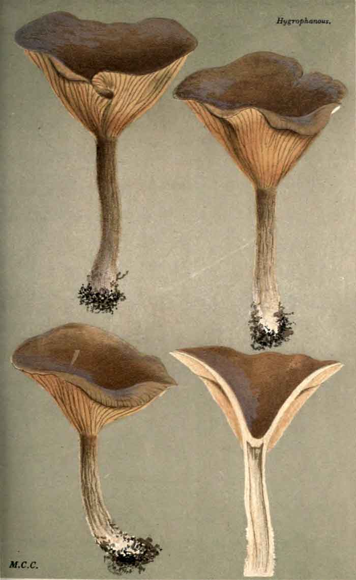 Rhizocybe pruinosa 