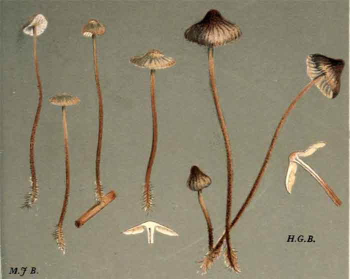 Rhizomarasmius undatus