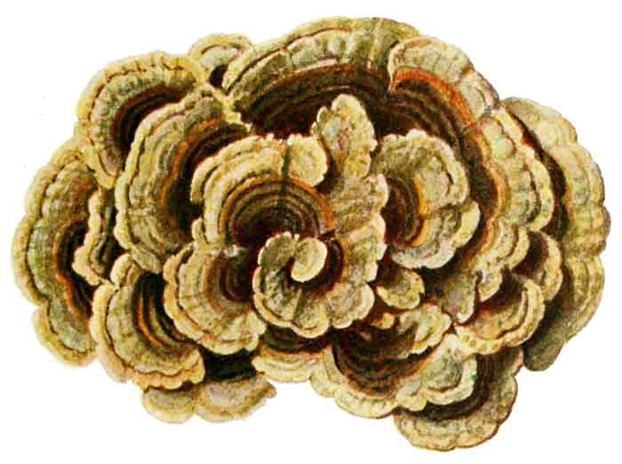 Trametes versicolor