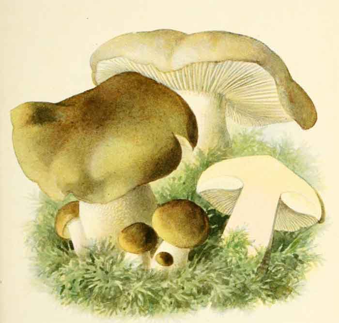 Tricholoma saponaceum 