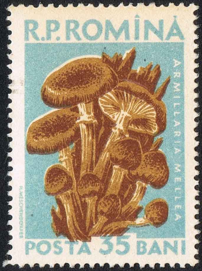 Armillaria mellea