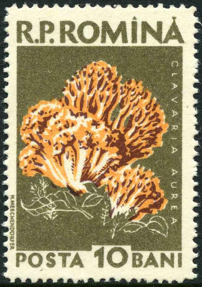 Ramaria aurea