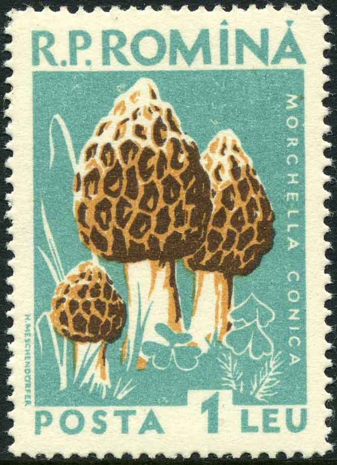 Morchella conica