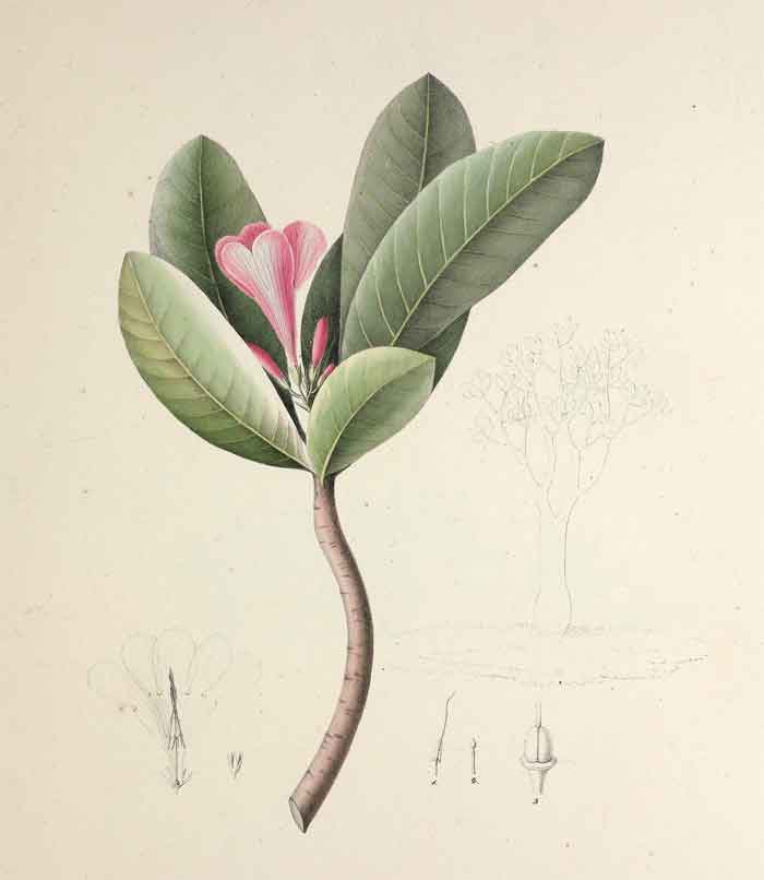 Adenium obesum  obesum 