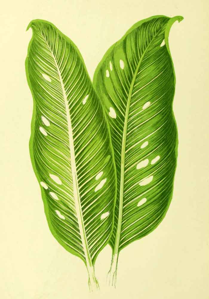 Dieffenbachia seguine