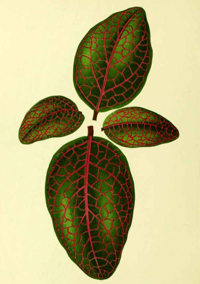 Fittonia albivenis