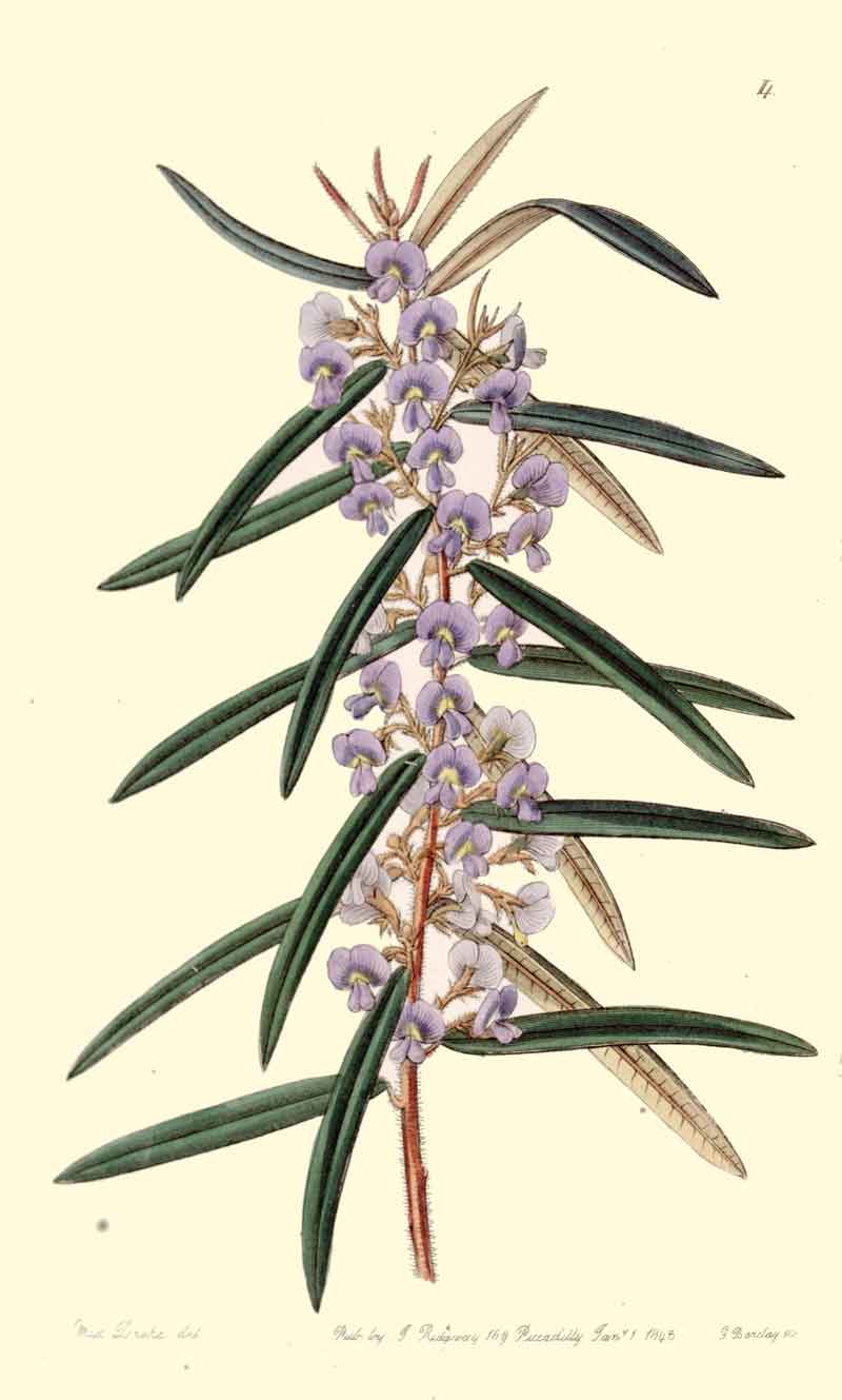 Hovea longifolia