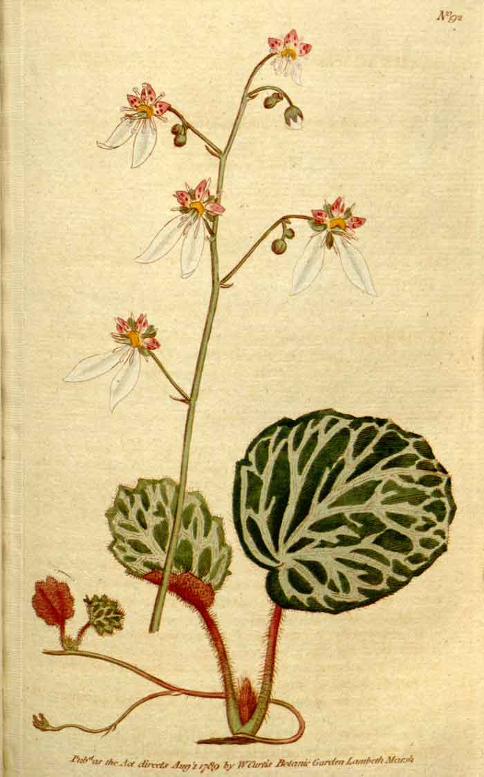 Saxifraga stolonifera