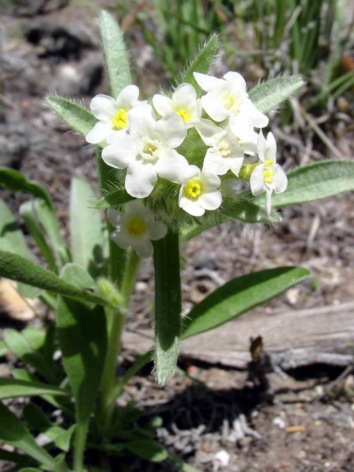 Greeneocharis circumscissa