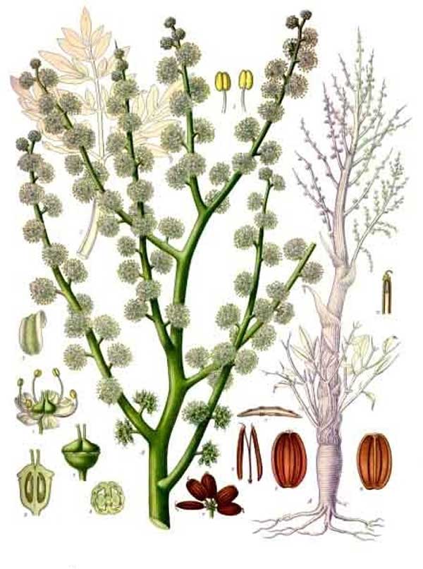 Ferula ammoniacum