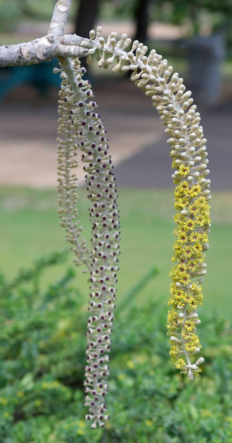 Polyscias racemosa