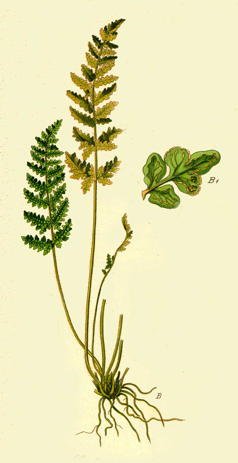 Oeosporangium pteridioides