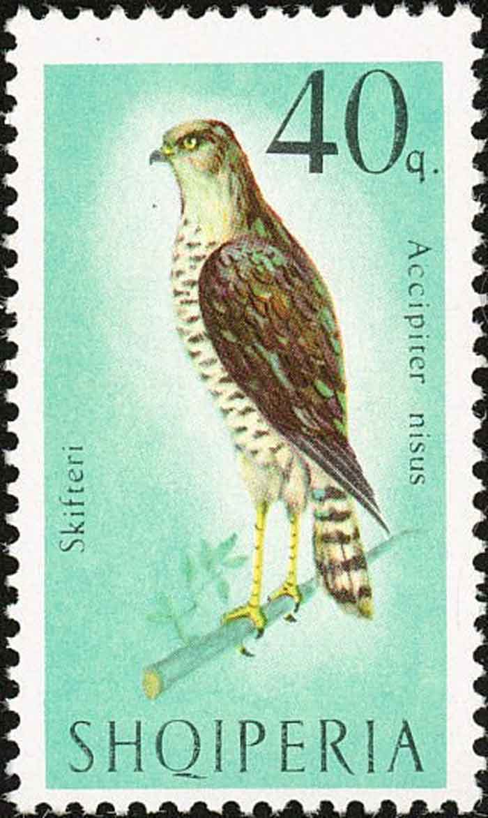  Accipiter nisus 