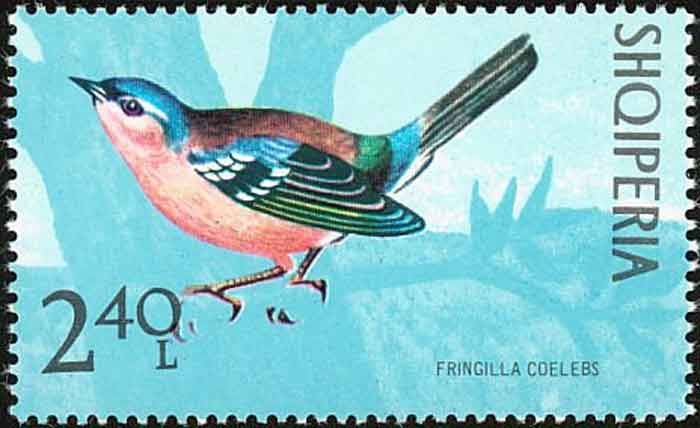  Fringilla coelebs