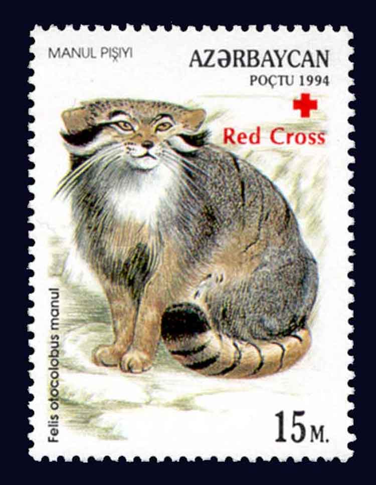 Otocolobus manul