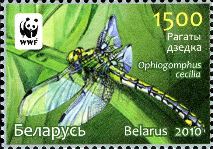 Ophiogomphus cecilia